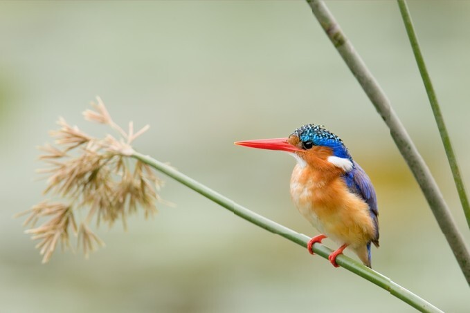 Malachite Kingfisher perched on a reed